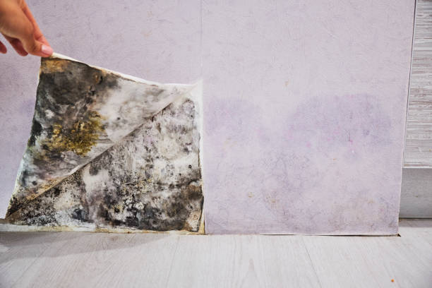 Best Office Mold Removal Services  in Casa Grande, AZ
